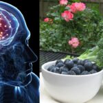 best foods to boost memory