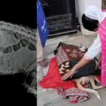 Shameful: A criminal in Jabalpur, Madhya Pradesh, shot and killed a street dog.