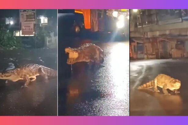 Crocodile seen on Ratnagiri Road