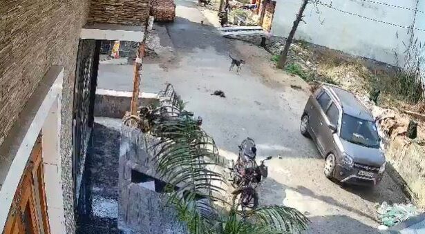 Policeman brutally kills puppy